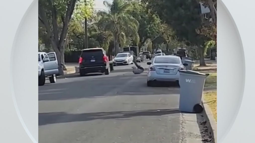 Federal immigration vehicle hits pedestrian in Woodland, police say — CBS Bay Area (KPIX), Sunnyvale Health news
