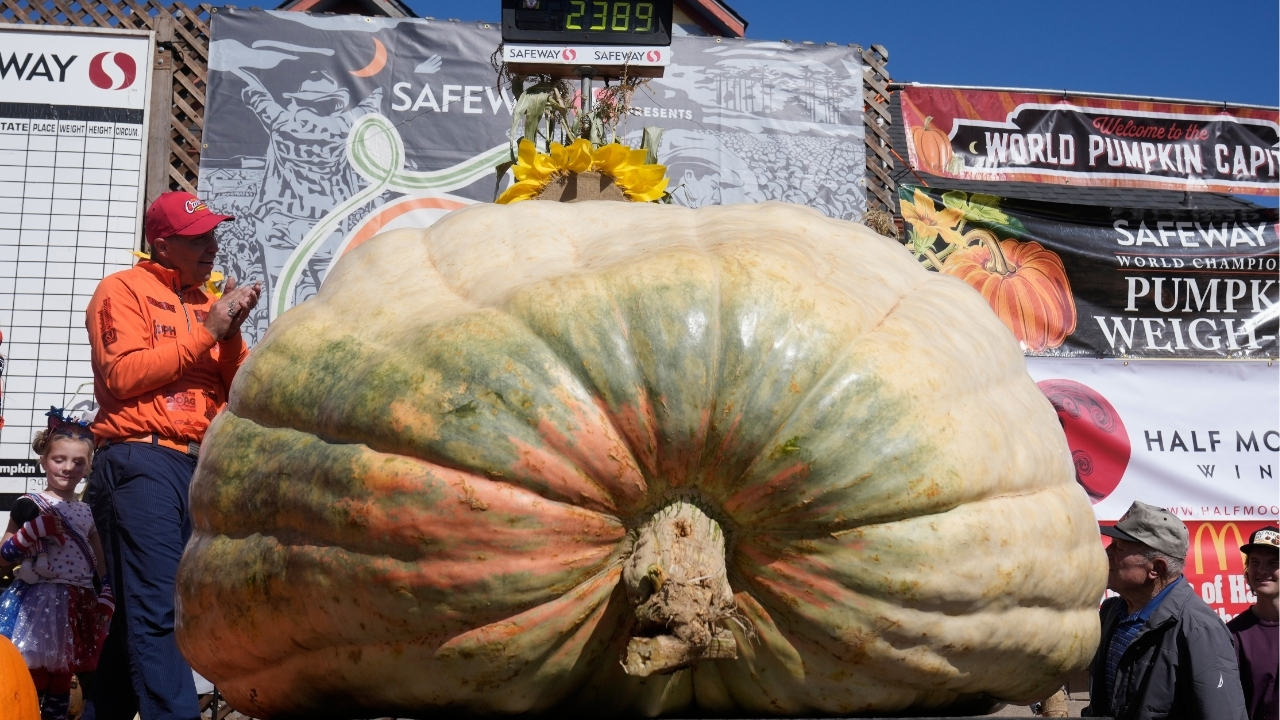 A giant pumpkin named Rocky gives a champion grower his California comeback
— ABC 7 Bay Area, Sunnyvale Schools news