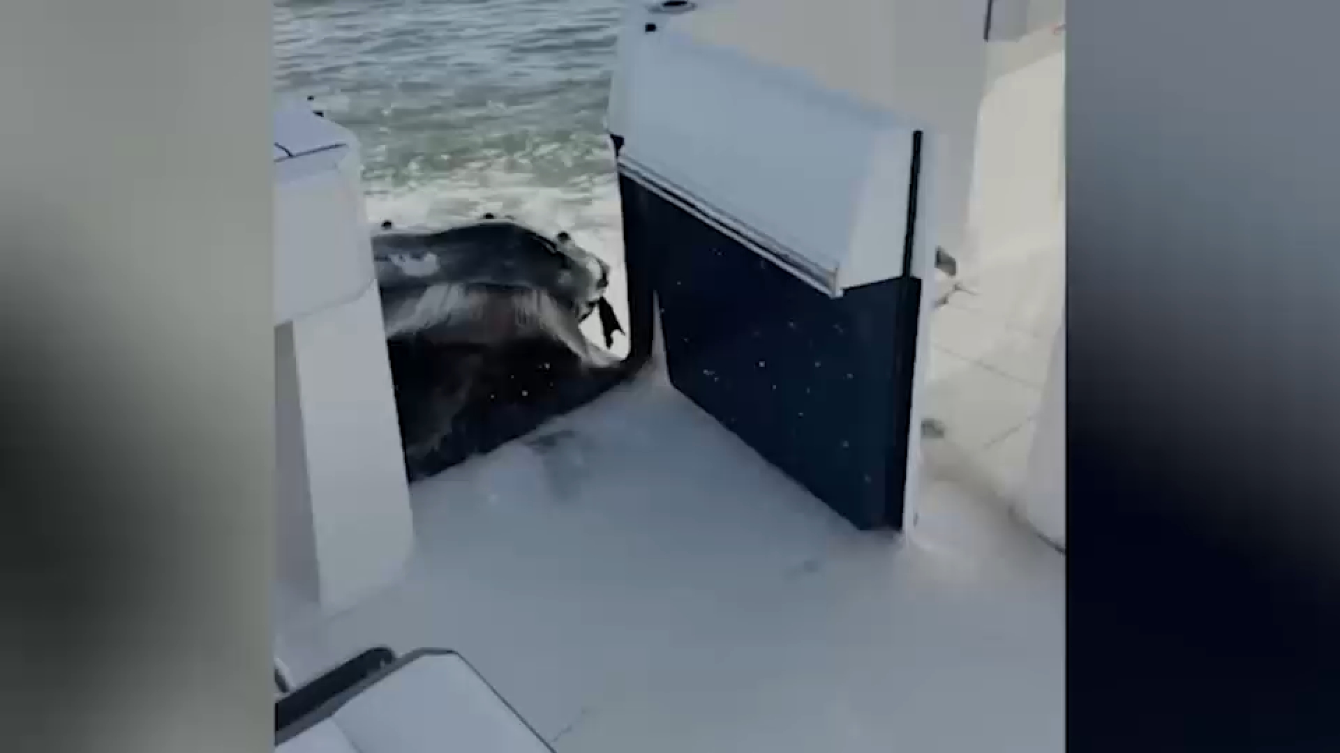 Video captures humpback whale crashing into boat off Long Island
— ABC 7 Bay Area, Sunnyvale Community news