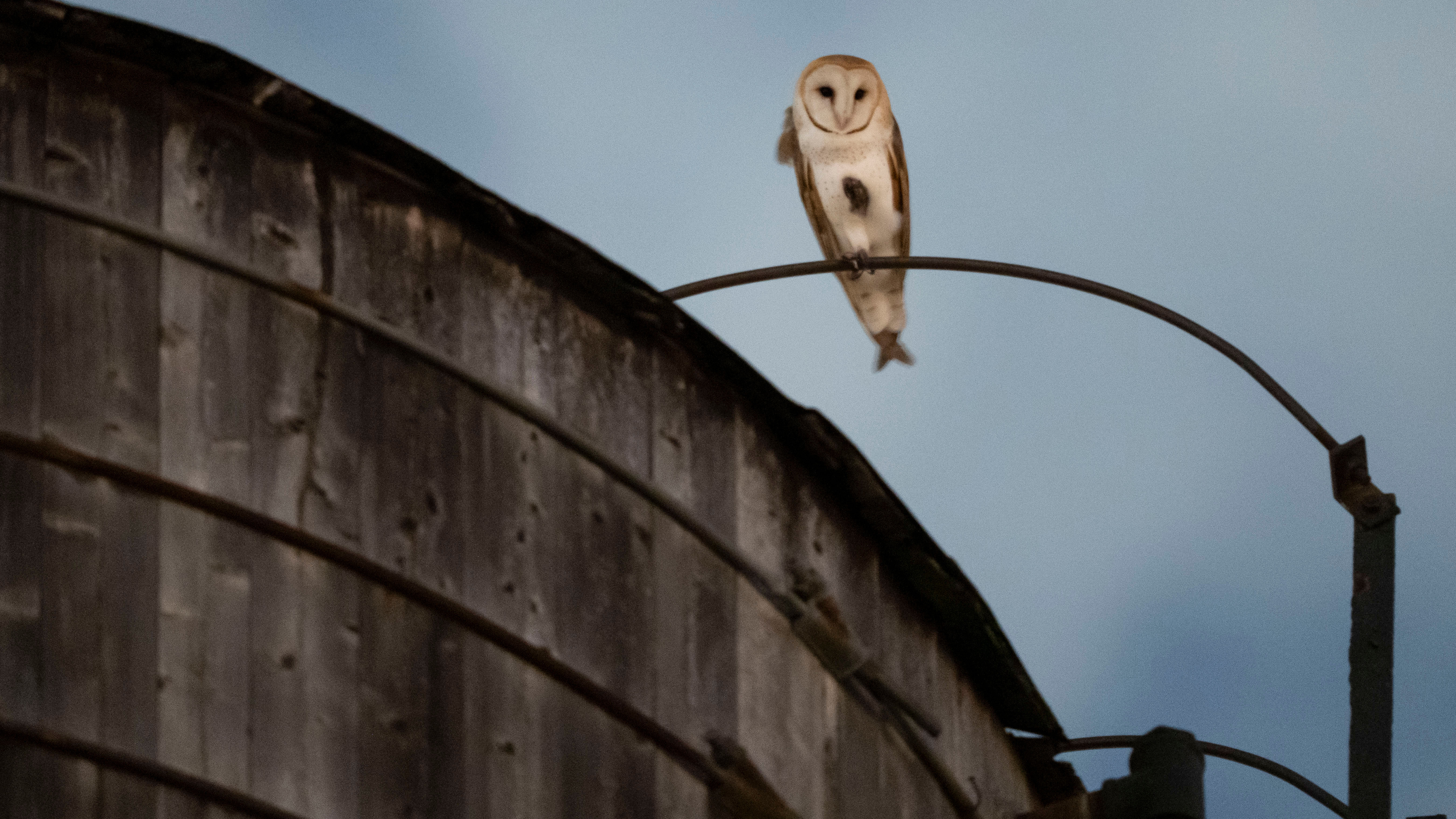 A rare family of barn owls moved into Manhattan's Upper West Side
— ABC 7 Bay Area