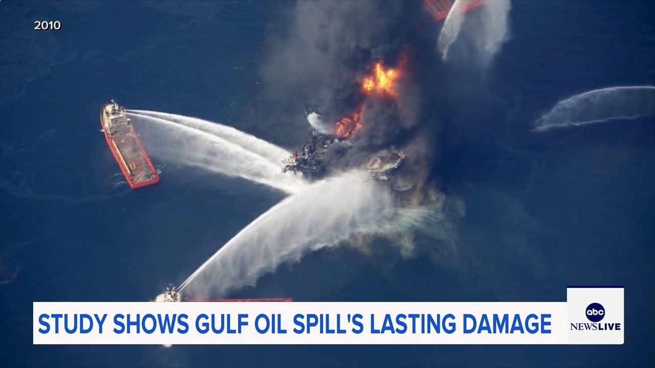 Marine life dramatically declined in Gulf of Mexico in years after BP oil spill, study finds
— ABC 7 Bay Area, Sunnyvale Community news