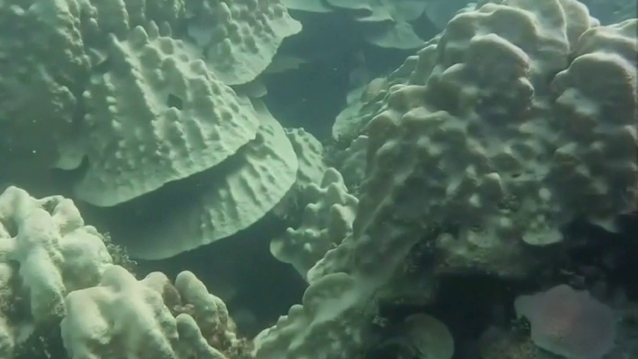 Stanford scientists discover method to help coral recover from bleaching — KTVU FOX 2 Bay Area, Sunnyvale Health news