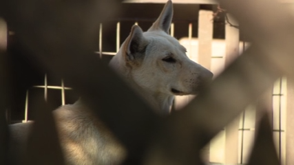 Dozens of dogs taken from Vallejo home amid animal cruelty investigation — KTVU FOX 2 Bay Area, Sunnyvale Real Estate news